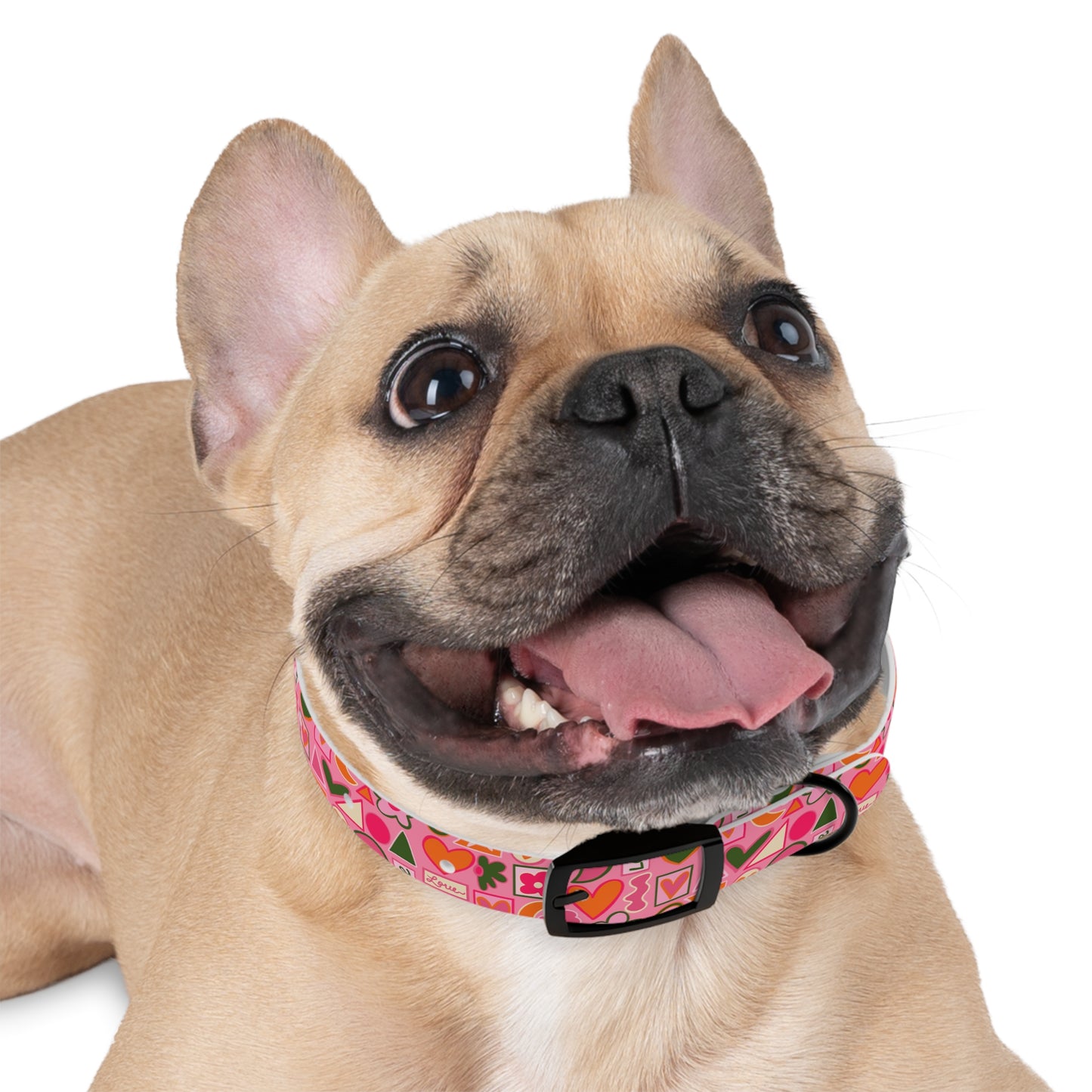 BC Pet Collars 3