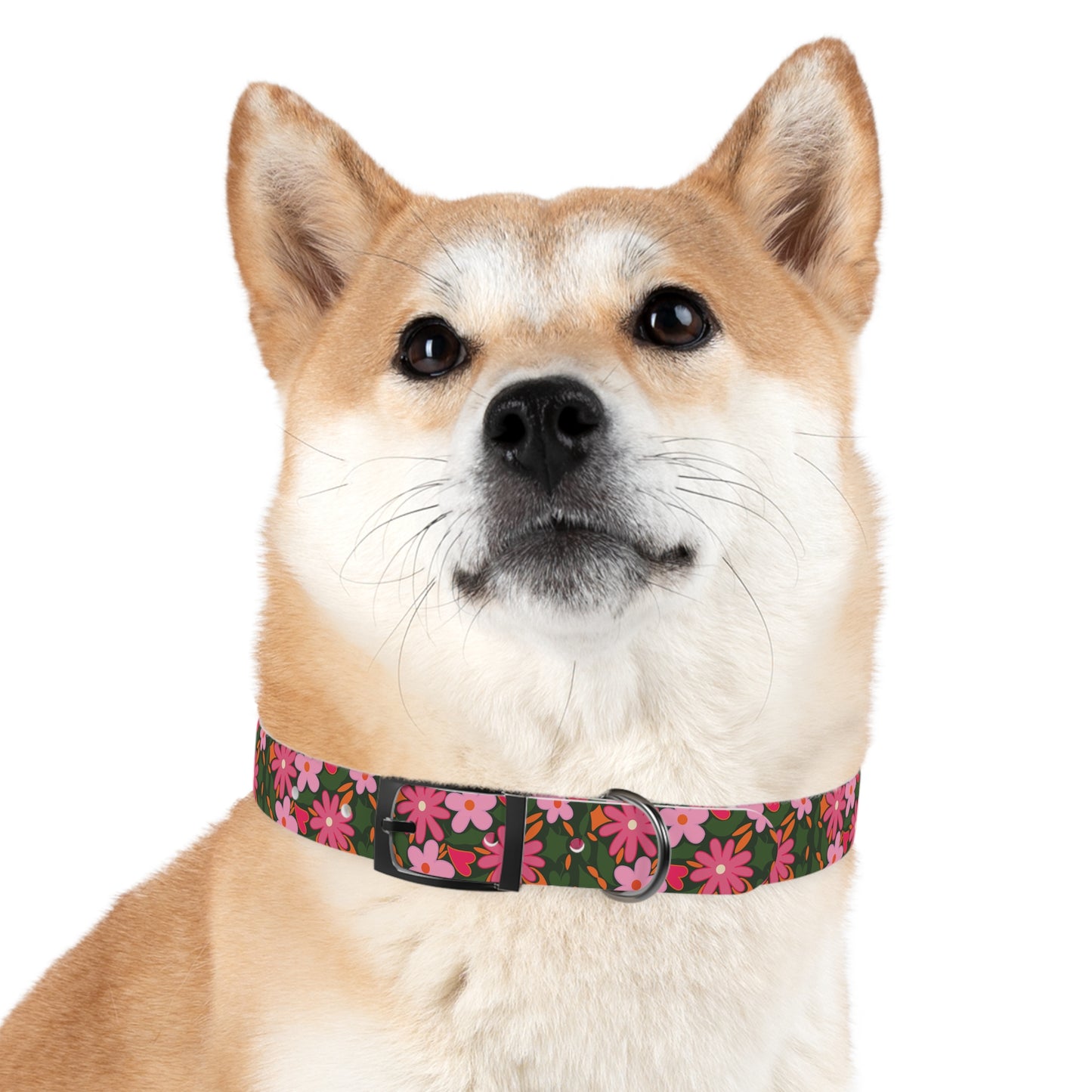 BC Pet Collars 1