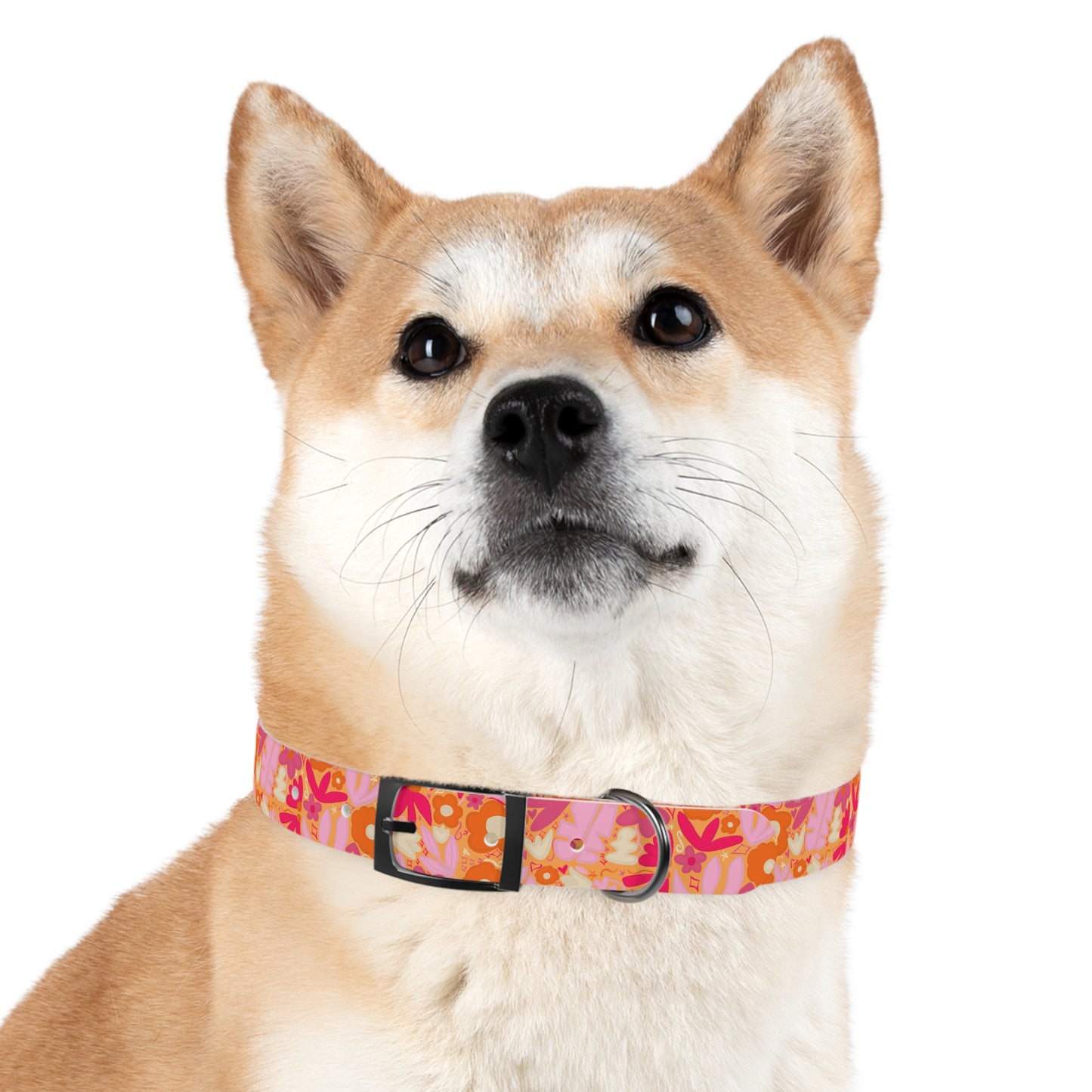 BC Pet Collars 2